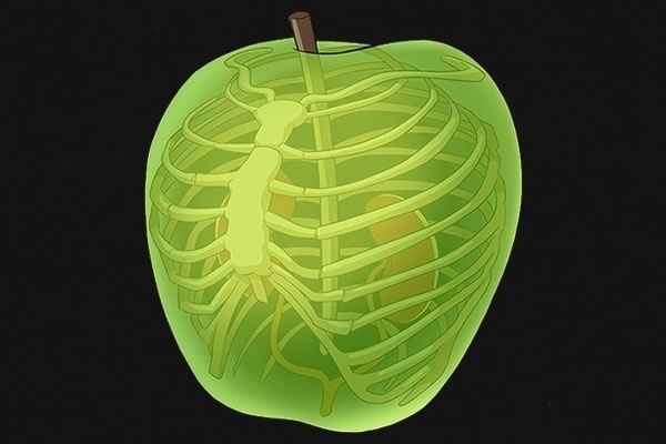 You Are What You Eat (Apple) #skeleton #apple #ribs #fruit #anatomy #organs #ray #lungs #bones