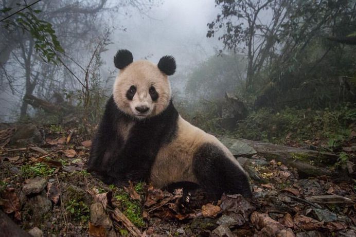 Unforgettable Portraits of Wild Animals by Melissa Groo