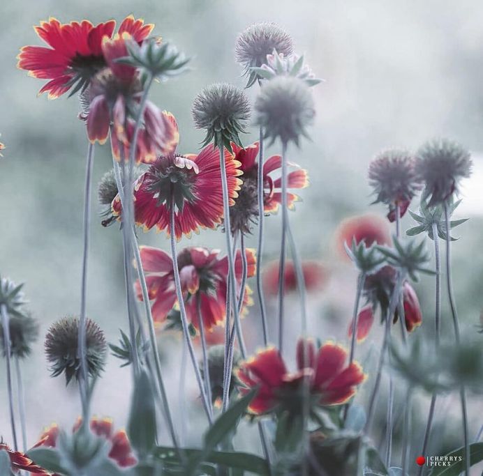 Beautiful and delicate flowers by Cherrys Picks