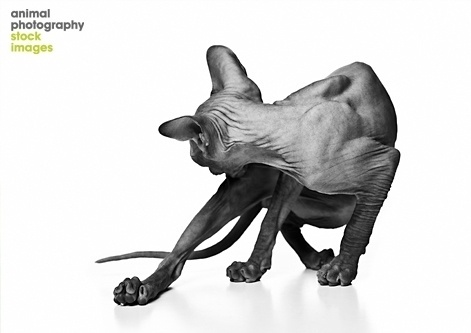 Animal Photography | Works of Art: Sphynx Cat, photo by Vidar Skauen #white #photo #cat #black #and #animal