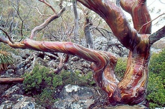 Mt. Field - A park of many moods #pattern #tree #bark #nature #snowgum