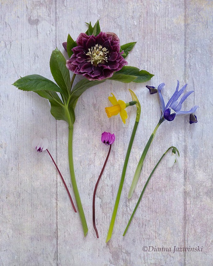 Absolutely Delightful Flowers Photography by Dianna Jazwinski