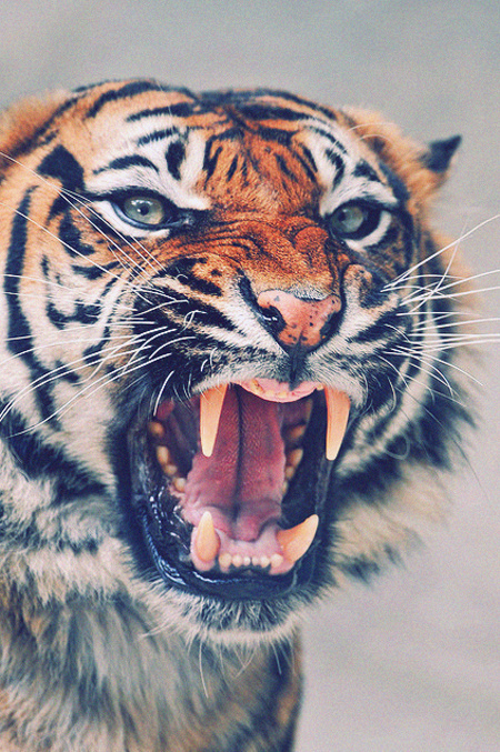 A Creative Universe #tiger