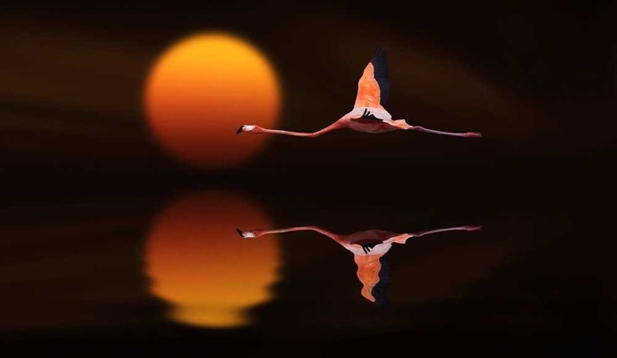 Dreamlike Animals Photography by Nasser Osman