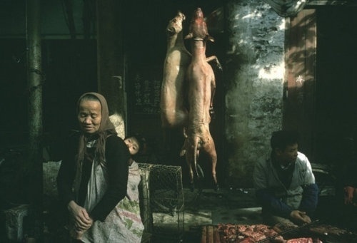 Inspiration | Jordan Lloyd #photography #china #market #dog