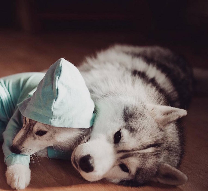Adorable Huskies Photo with Human Clothes by Erica Tcogoeva #dogs #animals #photography #inspirations