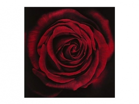 LIVING: ROBERT LONGO | Lifestyle Mirror #robert #longo #photo #rose #art #flower
