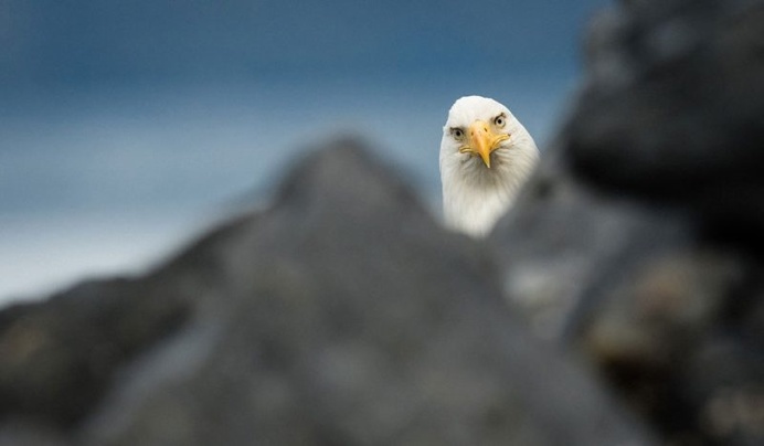 Hilarious Finalists of The Comedy Wildlife Photography Awards 2016