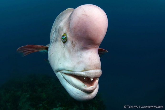 Absolutely Incredible Underwater Photography by Tony Wu