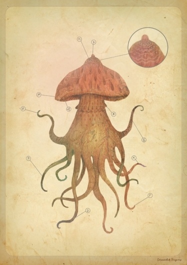 B I O P H I L I A on the Behance Network #biology #diagram #octopus #illustration #squid
