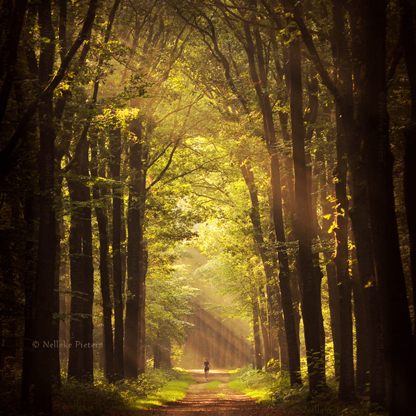 Most Beautiful Forest Photography by Nelleke Pieters