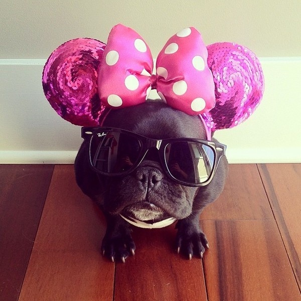 CJWHO ™ (Meet Trotter: The French Bulldog That's a Master...) #disguise #instagram #trotter #design #cute #master #puppy #french #animals #fashion #bulldog #dog