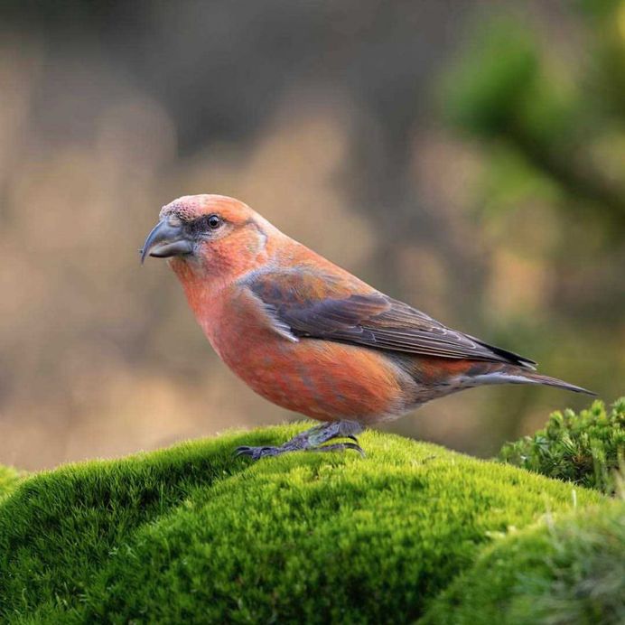 #planetbirds: Colorful Birds Photography by Rob van Mourick
