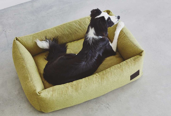 Divo Box Dog Bed