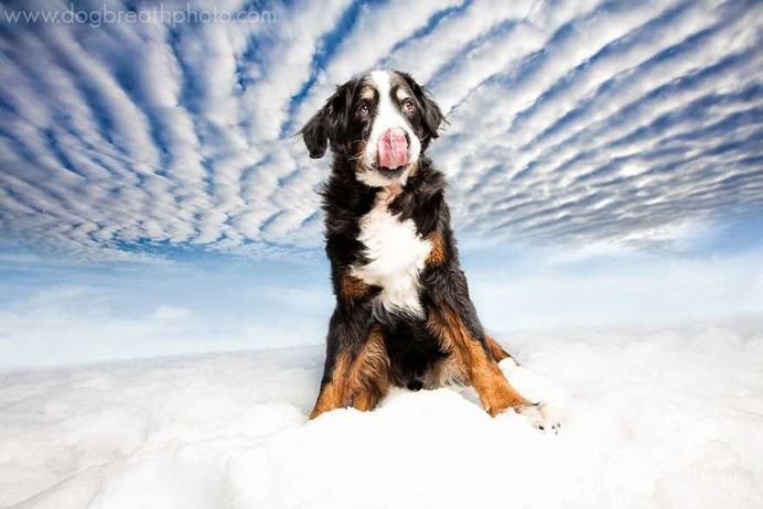 Expressive And Whimsical Portraits of Dogs by Kaylee Greer