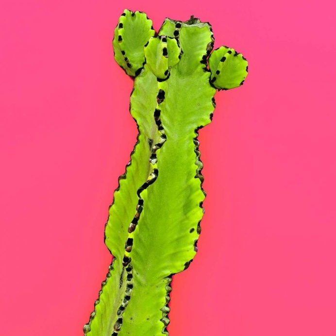 Minimalist and Colorful Cactus Photography by Evgeniya Porechenskaya