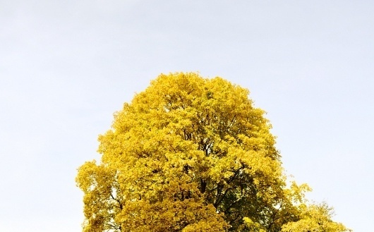 Photo « Isusko™ in creation progress #isusko #photo #fall #minimal