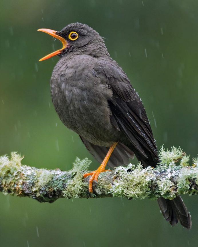 #bestbirdshots: Colorful Birds of Colombia by Luis Fernando Agudelo