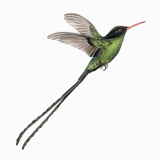 hummingbird-01_0.jpg (JPEG Image, 620x620 pixels) #illustration #bird
