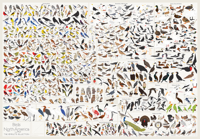 bird, birds, illustration, many, chart