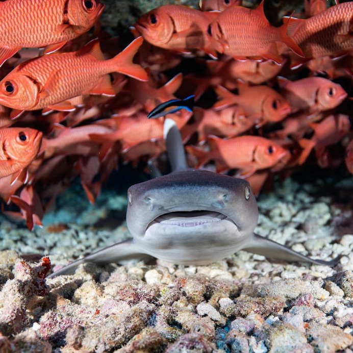 Incredible Underwater Photography by Juan Oliphant