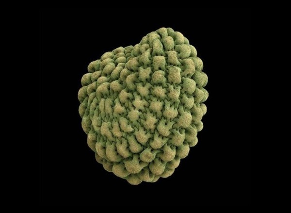 Microscopic Nature12 #micro