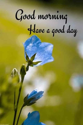 Beautiful Good Morning Images [ Best Collection ] -