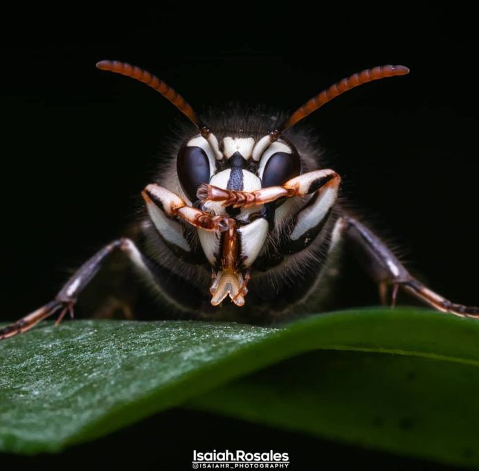 #kings_macro: Insect Macro Photography by Isaiah Rosales