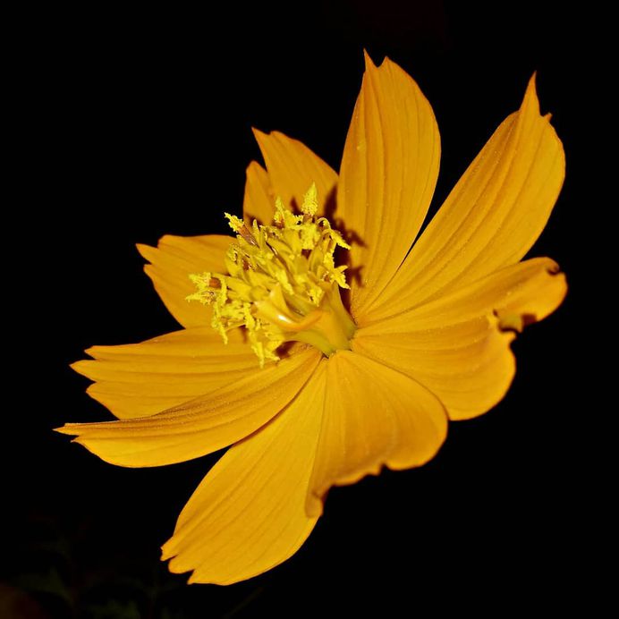 The Most Beautiful Flowers in The World