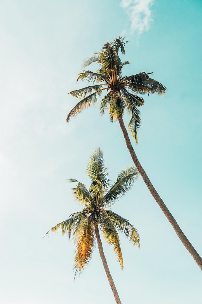 Tree, palm tree, sun and sky HD photo by James Connolly (@jampatcon) on Unsplash