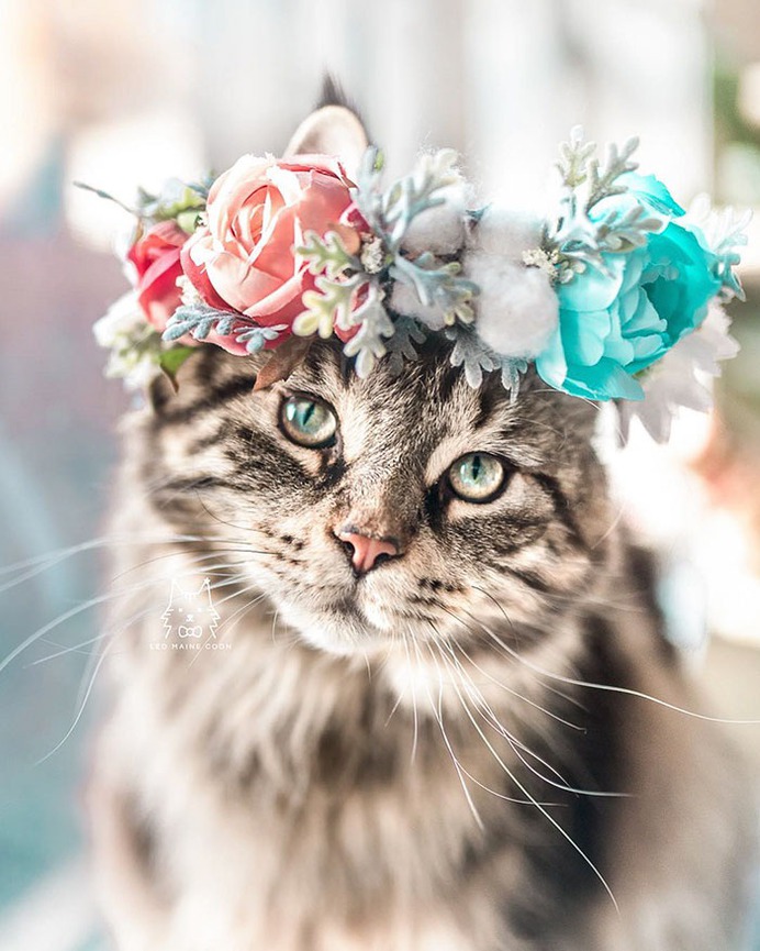 Cute Flower Crowns For Animals 6 This Artist Is Making Flower Crowns For Animals And They Look Majestic