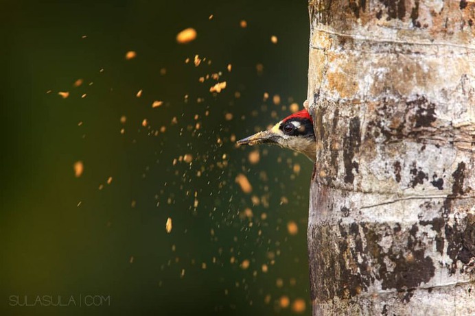 #bestbirdshots: Attractive Birds Photography by Petr Bambousek