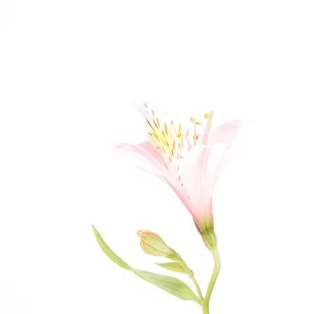 MA16 #flower #photography