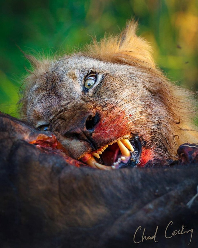 Amazing Wild Animals Portraits by Chad Cocking