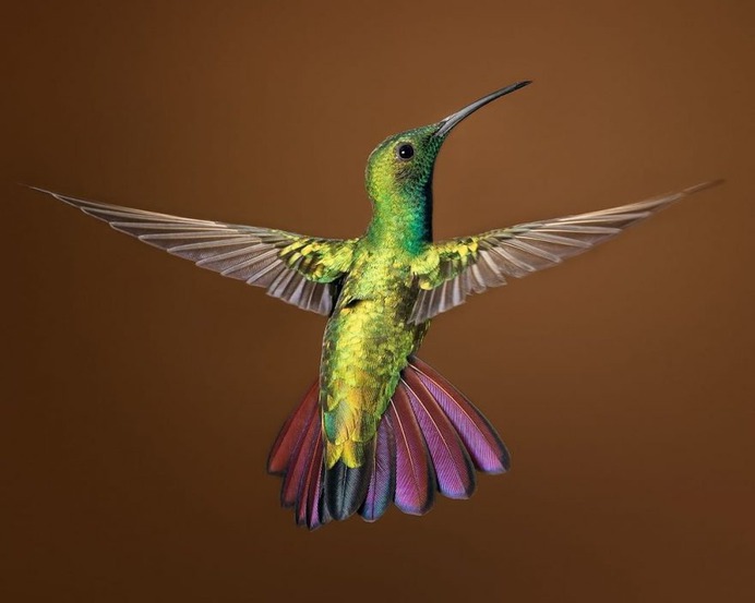 #nuts_about_birds: The Magnificent Birds of Costa Rica by Jalil El Harrar