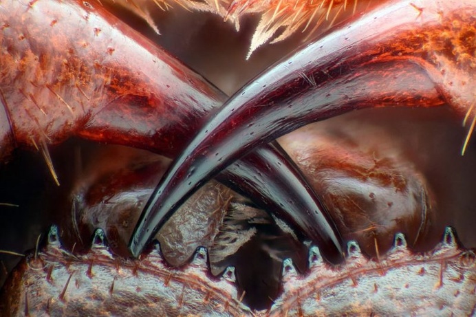Winners Of Nikon Small World Photography Competition 2016