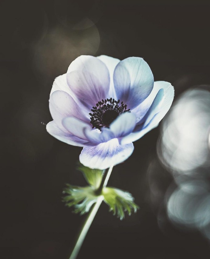 #flowerstagram: Creative Flowers Photography by Hiko Takahashi