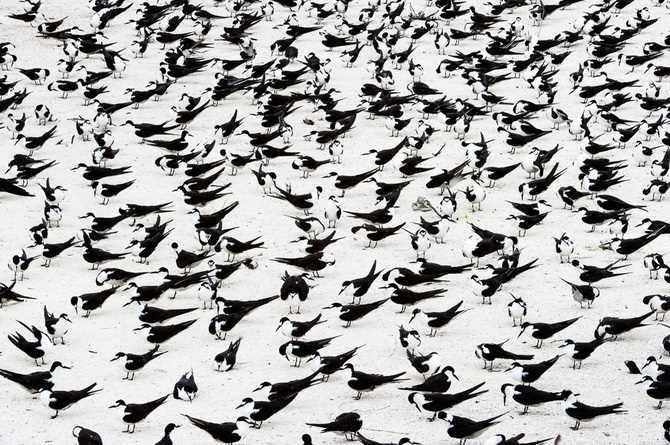 Bird Photography by Stefano Unterthiner #inspiration #photography #animal