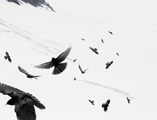 Nick Meek #snow #bird #photography #contrast #mountains