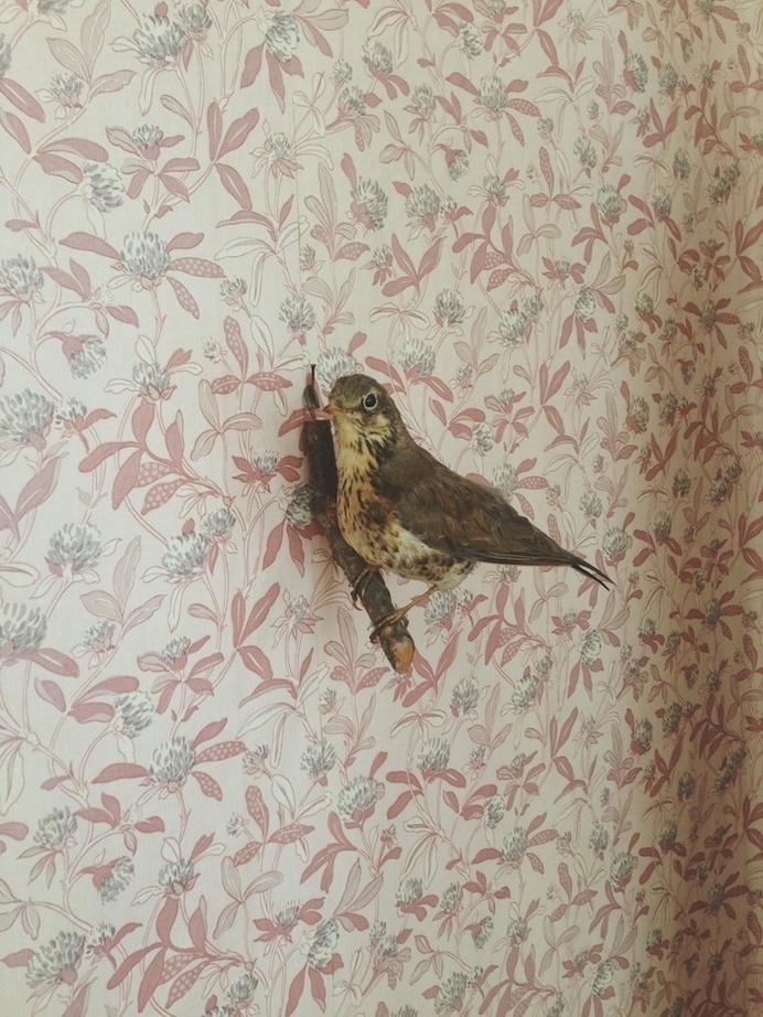OLD CHUM #interior #pattern #design #bird #photography #wall #sparrow #wallpaper #decoration