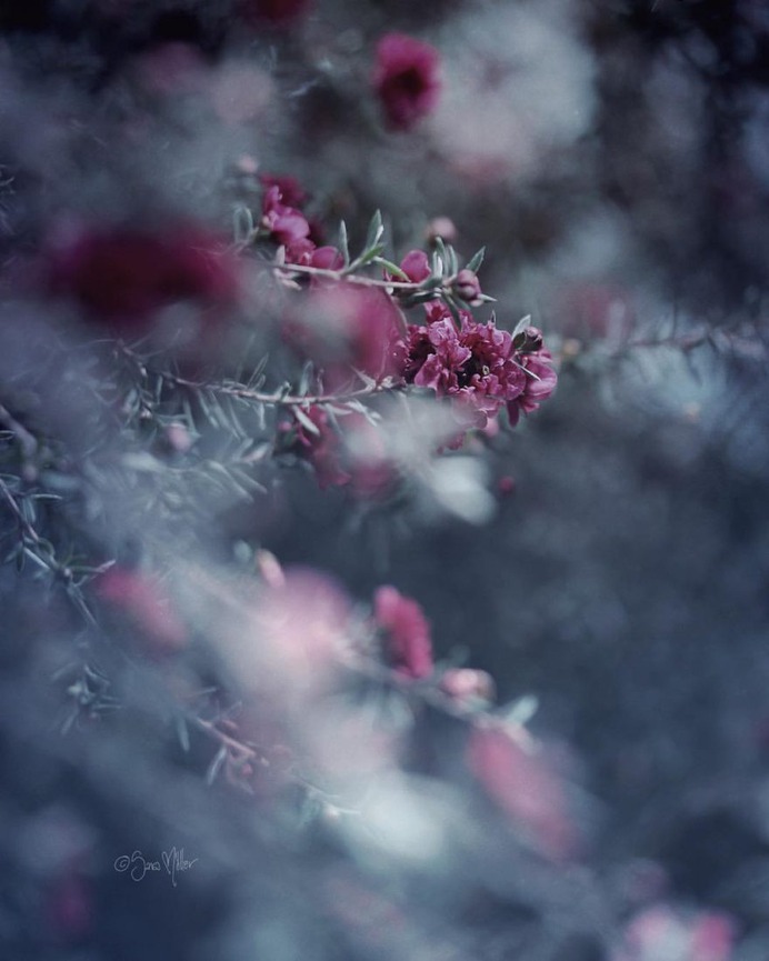 Fine Art Flowers Photography by Sara Möller