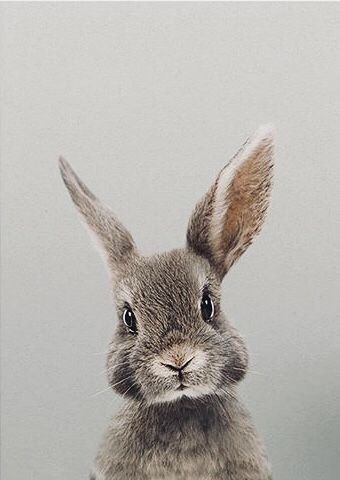 Cute! #animaux #wildlife