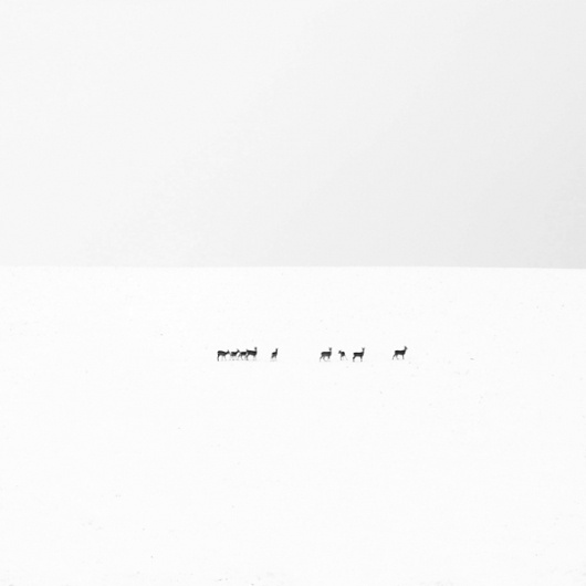 White #white #major #akos #photography #minimal