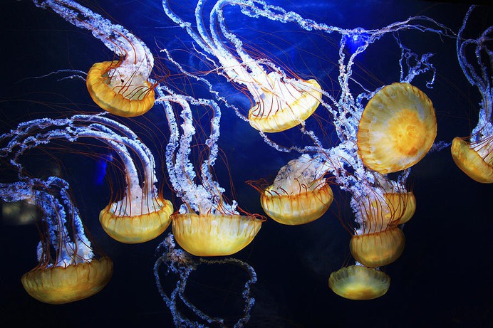 easy jellyfish painting & jellyfish paint by numbers #painting