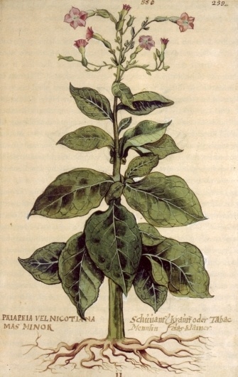 non3.jpg 1255×1980 pixels #type #print #botanical #illustration