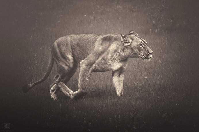 africa-souls-zoo-photography-manuela-kulpa-9 #photography #animals
