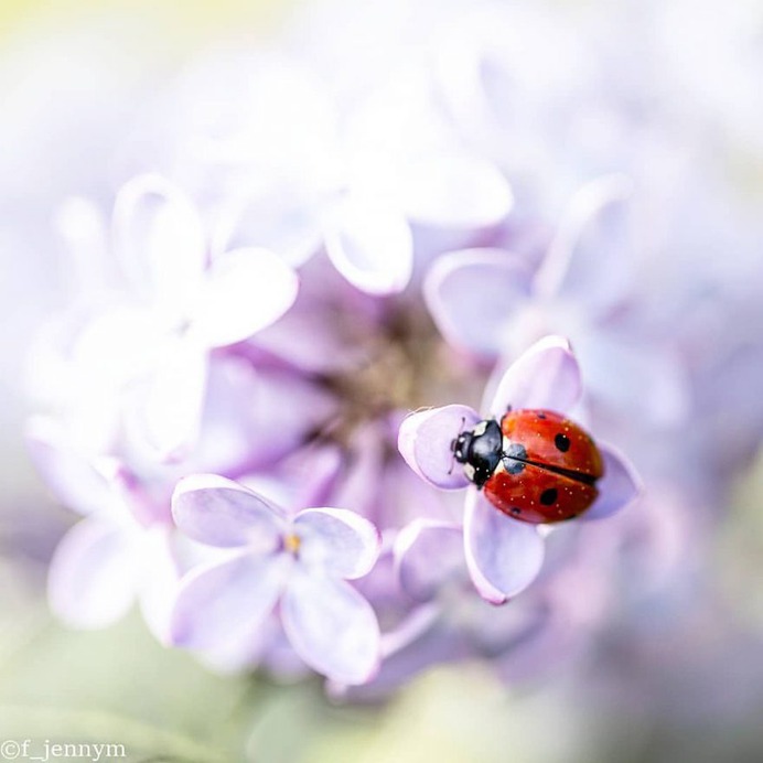 Flowers of Sweden: Beautiful Flowers Pictures by Jenny Mårtensson