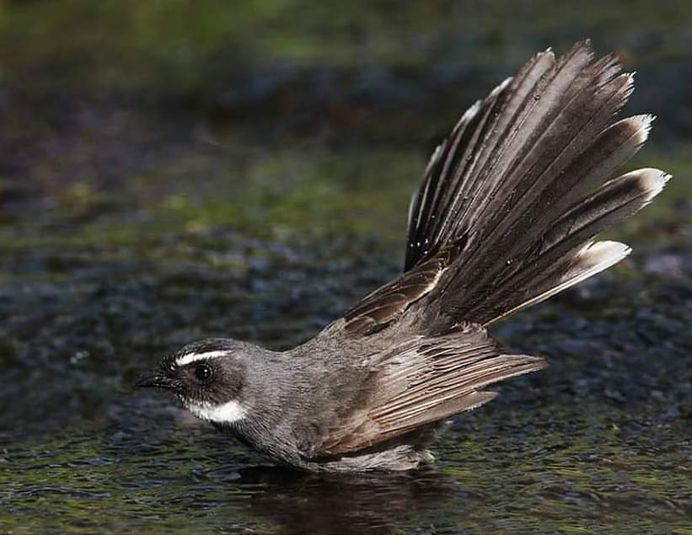 #kings_birds: Fine Art Birds Photography by Saurabh Desai