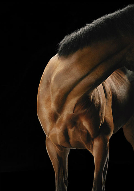 Фотограф Tim Flach #photography