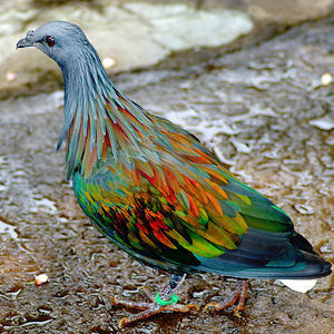 Nicobar Pigeon #color #feathers #bird #pigeon #rainbow